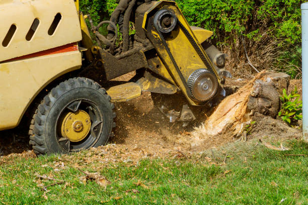 How Our Tree Care Process Works  in  Benton, TN