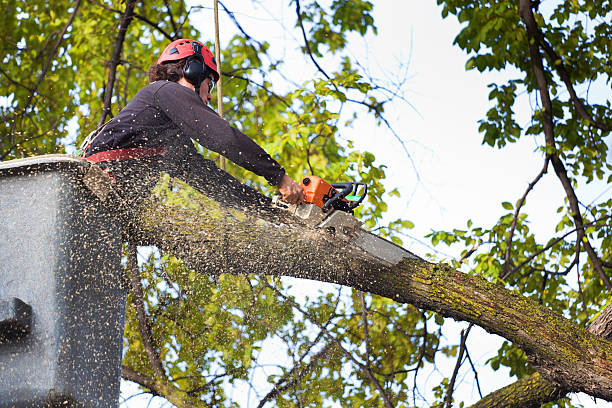 Reliable Benton, TN Tree Care Services Solutions